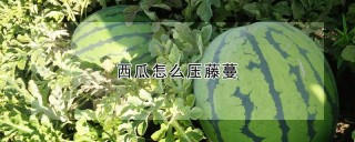 西瓜怎么压藤蔓,第1图