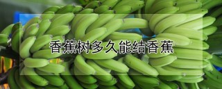 香蕉树多久能结香蕉,第1图