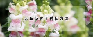 金鱼草种子种植方法,第1图