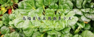 乌塌菜生长周期多少天,第1图