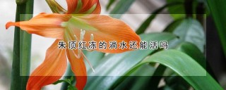 朱顶红冻的淌水还能活吗,第1图