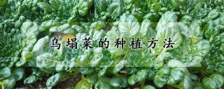 乌塌菜的种植方法,第1图