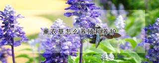 薰衣草怎么养殖和养护,第1图