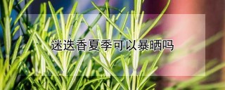 迷迭香夏季可以暴晒吗,第1图