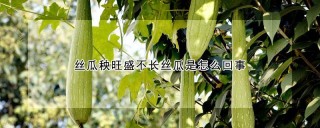 丝瓜秧旺盛不长丝瓜是怎么回事,第1图