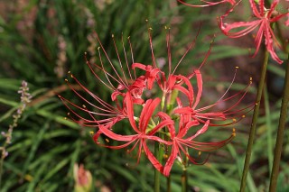 花语是告别过去的花,第2图