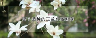 哪个品种的玉兰比较耐寒,第1图