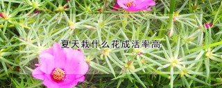 夏天栽什么花成活率高,第1图