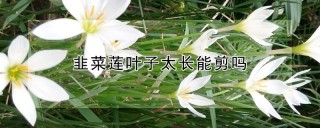 韭菜莲叶子太长能剪吗,第1图