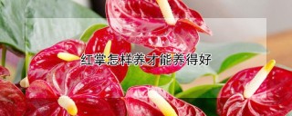 红掌怎样养才能养得好,第1图