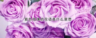 紫色玫瑰的花语是什么意思,第1图
