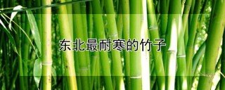 东北最耐寒的竹子,第1图