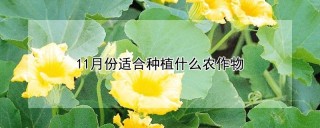 11月份适合种植什么农作物,第1图