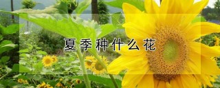 夏季种什么花,第1图