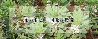 蚕豆什么时间浇水最佳,第1图