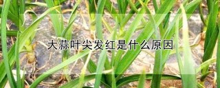 大蒜叶尖发红是什么原因,第1图