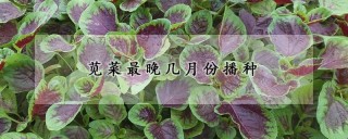 苋菜最晚几月份播种,第1图