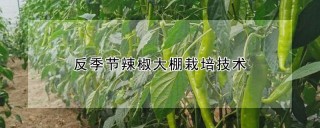 反季节辣椒大棚栽培技术,第1图