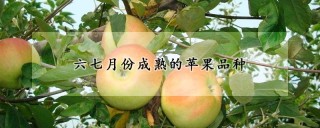 六七月份成熟的苹果品种,第1图