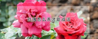 玖瑰怎么养才能成活,第1图