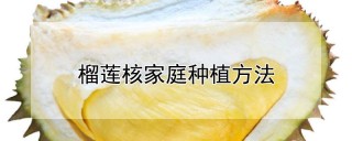 榴莲核家庭种植方法,第1图