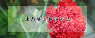 康乃馨的种植方法,第1图