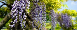 紫藤花的花语和寓意,第1图