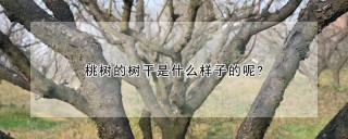 桃树的树干是什么样子的呢?,第1图