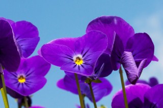 紫罗兰花长出来的豆角有毒吗,第3图