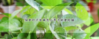 绿萝叶子发黄怎么养才能更旺盛,第1图