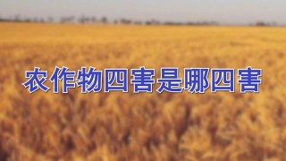 农作物四害是哪四害,第1图