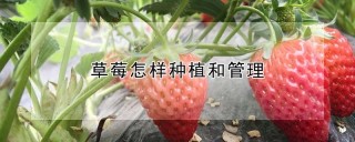 草莓怎样种植和管理,第1图