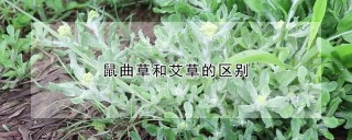 鼠曲草和艾草的区别,第1图