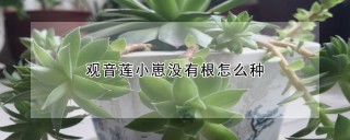 观音莲小崽没有根怎么种,第1图