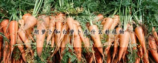 胡萝卜和白萝卜是什么科植物,第1图