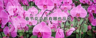 春节花卉都有哪些品种,第1图