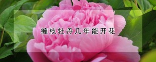 缠枝牡丹几年能开花,第1图