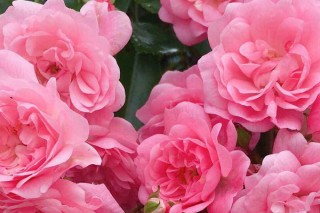粉色蔷薇花的花语,第2图