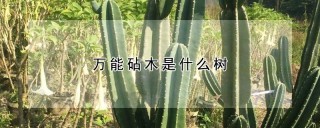 万能砧木是什么树,第1图