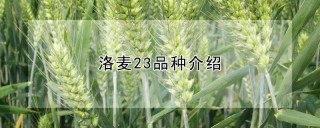 洛麦23品种介绍,第1图