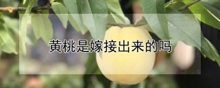 黄桃是嫁接出来的吗,第1图