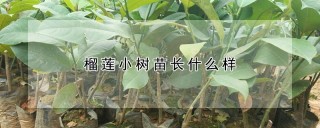 榴莲小树苗长什么样,第1图