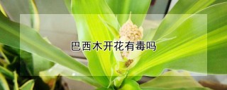 巴西木开花有毒吗,第1图