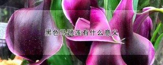 黑色马蹄莲有什么意义,第1图