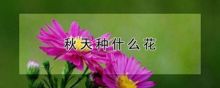 秋天种什么花,第1图