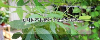 发财树不长新叶子是怎么回事,第1图