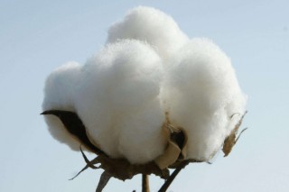 棉花的种植时间与方法,第3图