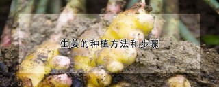 生姜的种植方法和步骤,第1图