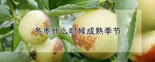 冬枣什么时候成熟季节,第1图