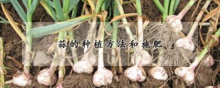 蒜的种植方法和施肥,第1图